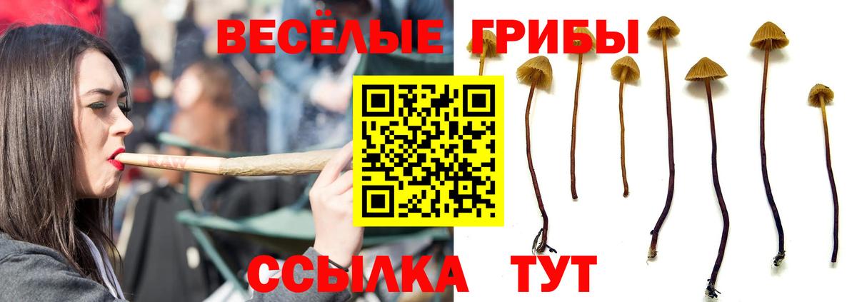 Галлюциногенные грибы Psilocybe  Вход с VPN  Полысаево 